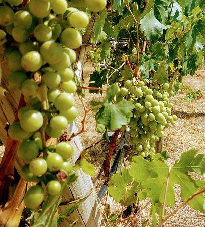 Bodega Son Vives